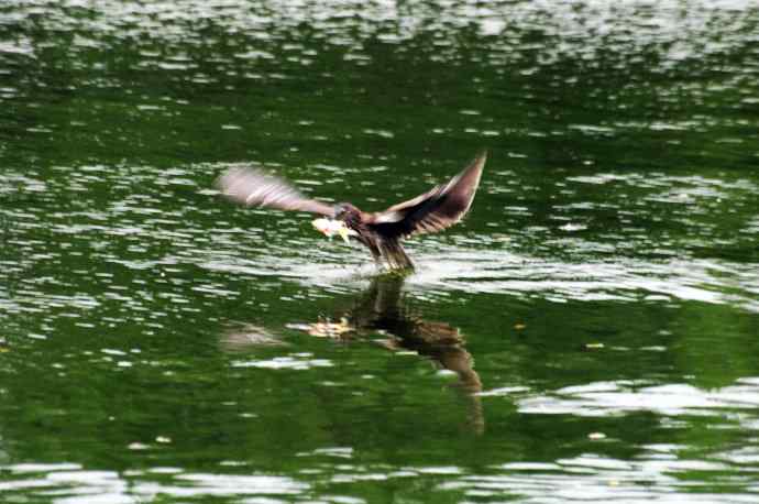 北海也有夜鹭飞(记实版) 北海也有夜鹭飞(记实版)