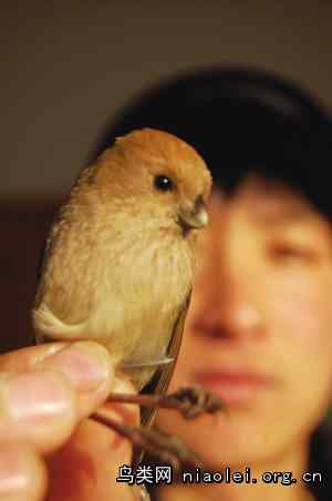 青岛市民救助冻僵的长尾雀 