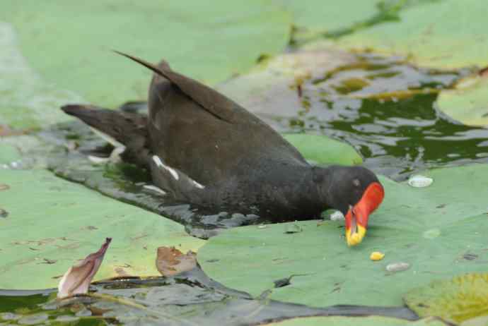 再拍黑水鸡（纪实）2