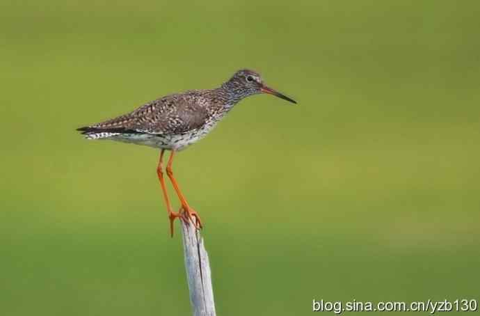 红脚鹬 | 鹳形目 > 丘鹬科 > 鹬属