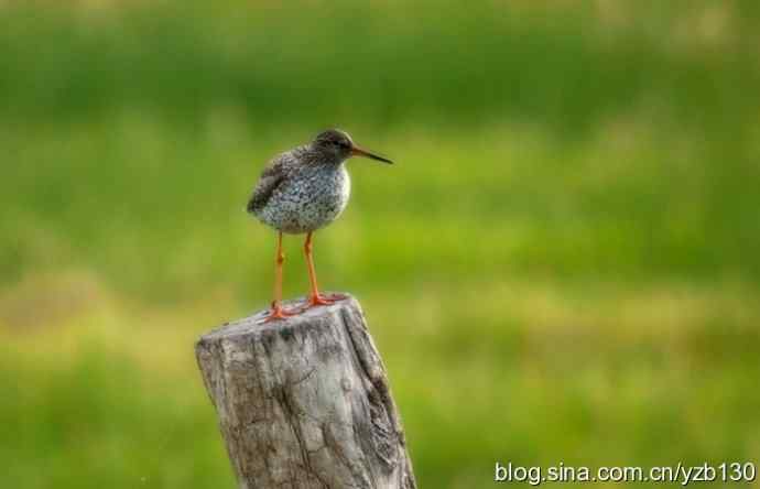 红脚鹬 | 鹳形目 > 丘鹬科 > 鹬属