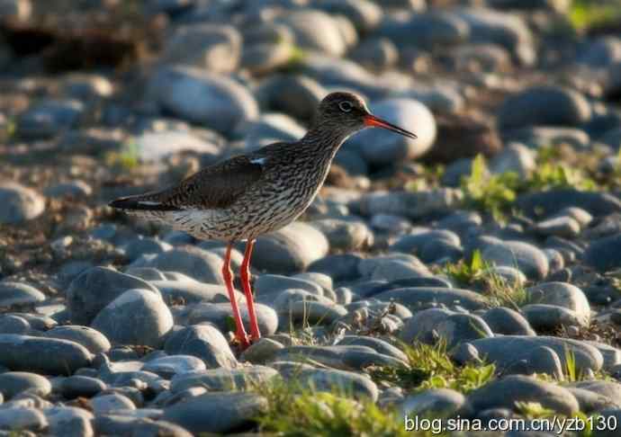 红脚鹬 | 鹳形目 > 丘鹬科 > 鹬属