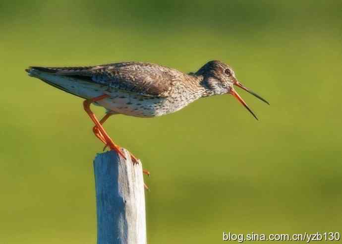 红脚鹬 | 鹳形目 > 丘鹬科 > 鹬属