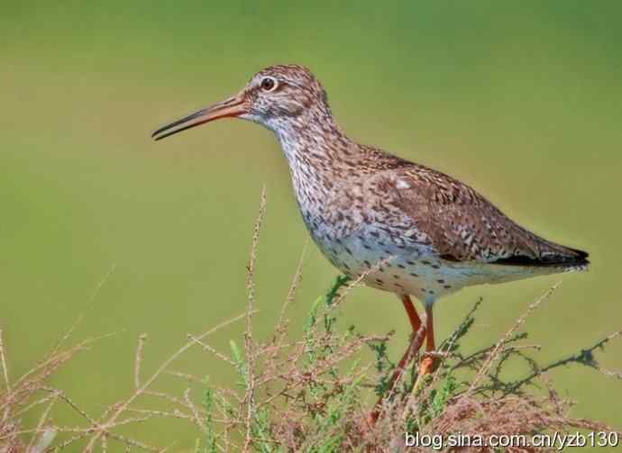 红脚鹬 | 鹳形目 > 丘鹬科 > 鹬属
