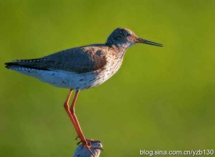 红脚鹬 | 鹳形目 > 丘鹬科 > 鹬属