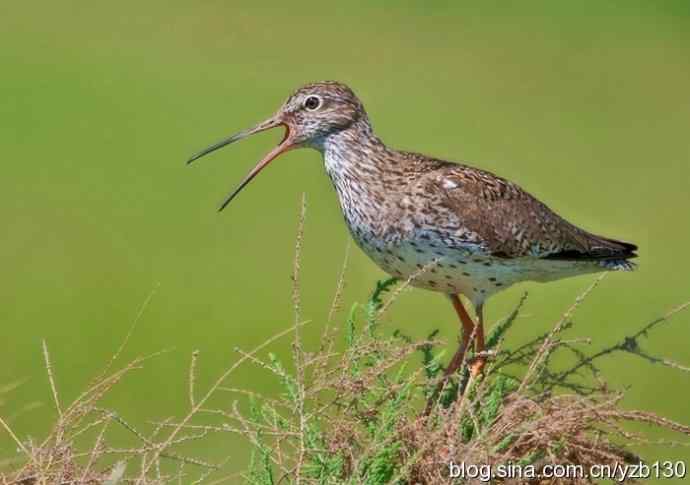 红脚鹬 | 鹳形目 > 丘鹬科 > 鹬属