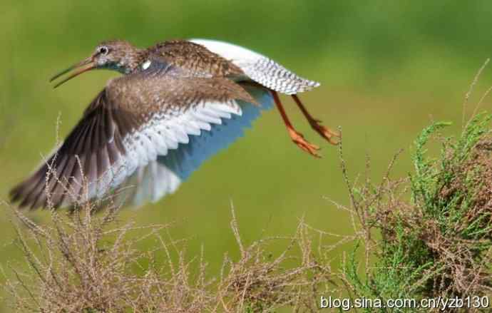 红脚鹬 | 鹳形目 > 丘鹬科 > 鹬属