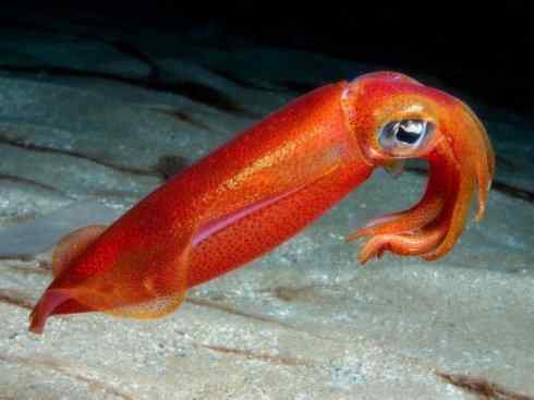 自然奇观:动物大迁徙(乌贼) 自然奇观:动物大迁徙(乌贼)