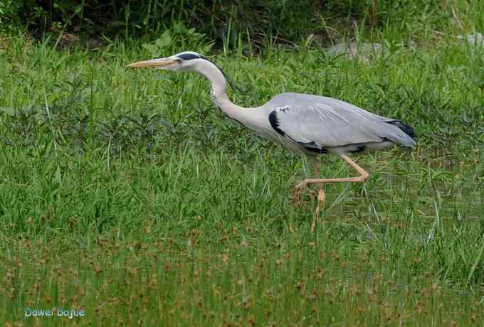 十渡的黑鹳和苍鹭