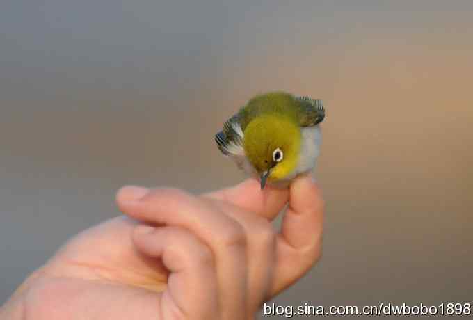 乐亭观鸟：拦车护救美绣眼