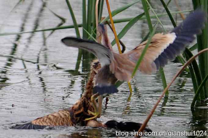 桑拿天打鸟 wbr真是乐使银(奥体公园)