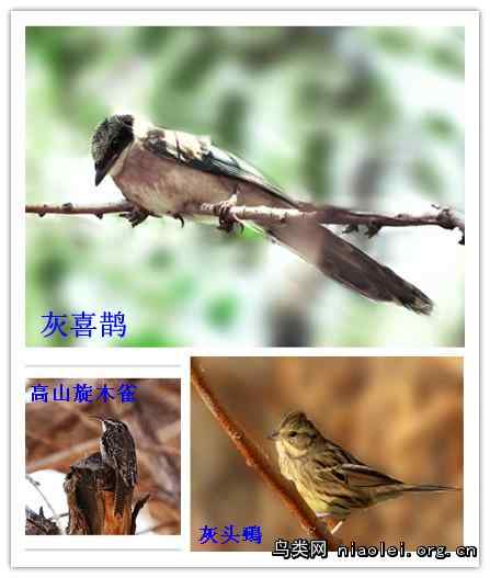 新疆发现彩鹮、白枕鹤、日本松雀鹰、高山旋木雀、灰喜鹊、灰头鹀
