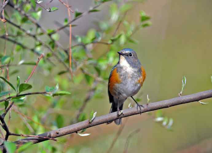 雄性红胁蓝尾鸲(7) 雄性红胁蓝尾鸲(7)