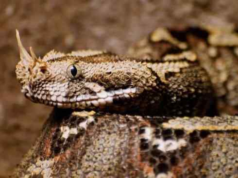 龙：传说的兽原型探秘（蝰蛇类）