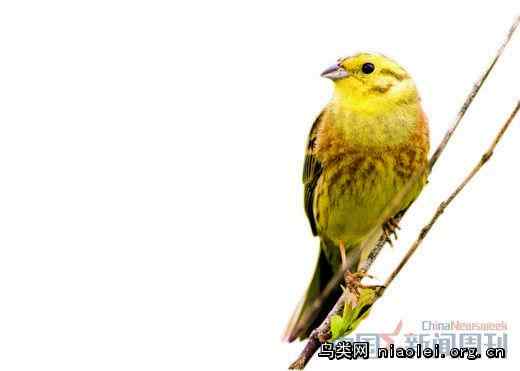 禾花雀调查报告