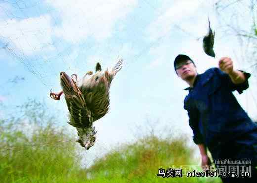 禾花雀调查报告