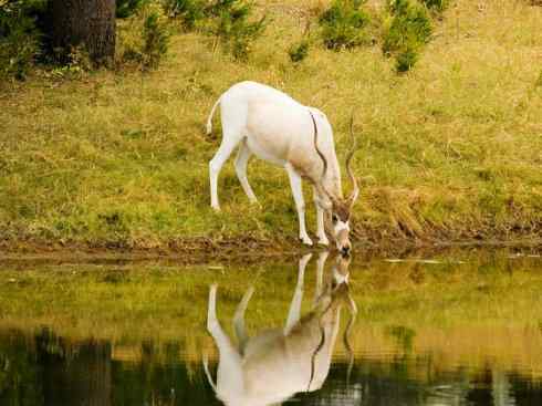 麒麟：传说的兽原型探秘（马羚）