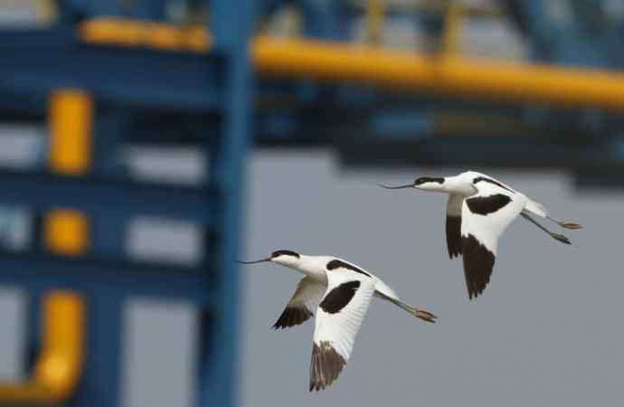 记录美丽的飞鸟：和湿地毁灭的速度赛跑