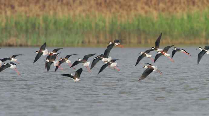 记录美丽的飞鸟：和湿地毁灭的速度赛跑