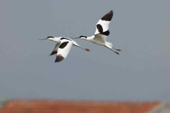 记录美丽的飞鸟：和湿地毁灭的速度赛跑