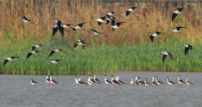 记录美丽的飞鸟：和湿地毁灭的速度赛跑