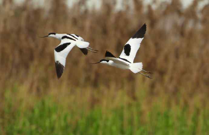 记录美丽的飞鸟：和湿地毁灭的速度赛跑
