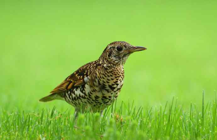 羽色像老虎的鸟儿——虎斑地鸫吃蚯蚓