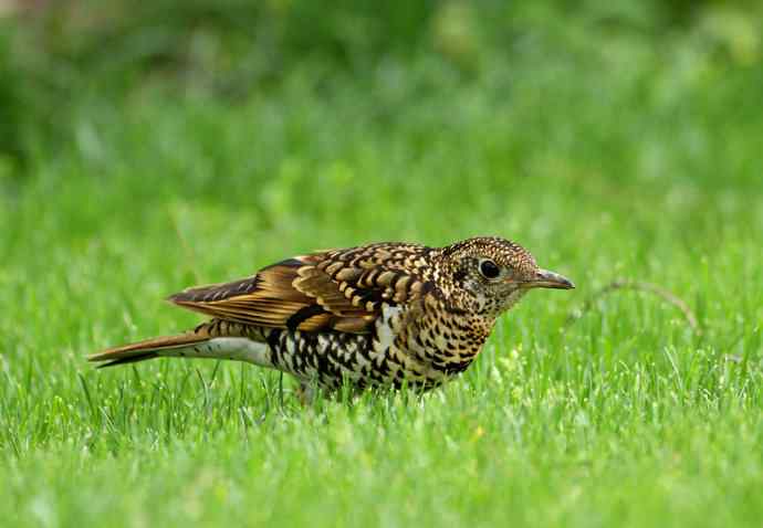 羽色像老虎的鸟儿——虎斑地鸫吃蚯蚓 羽色像老虎的鸟儿——虎斑地鸫吃蚯蚓