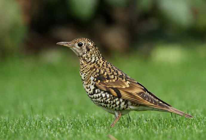 羽色像老虎的鸟儿——虎斑地鸫吃蚯蚓 羽色像老虎的鸟儿——虎斑地鸫吃蚯蚓