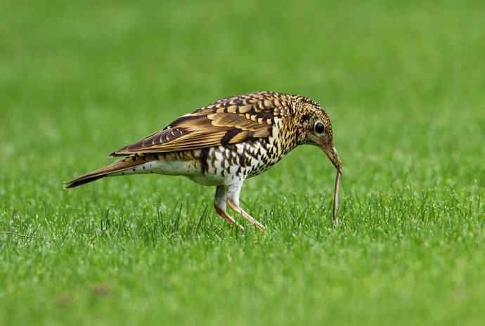 羽色像老虎的鸟儿——虎斑地鸫吃蚯蚓 羽色像老虎的鸟儿——虎斑地鸫吃蚯蚓