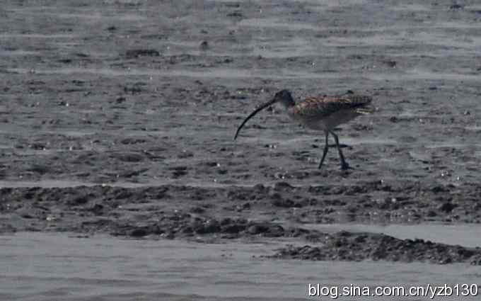 打到一只杓鹬,高兴ing鈥︹Γㄗ橥迹 打到一只杓鹬,高兴ing鈥︹Γㄗ橥迹