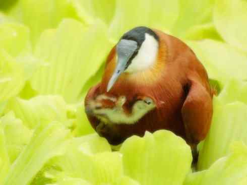 奇特的盔：非洲雉鸻