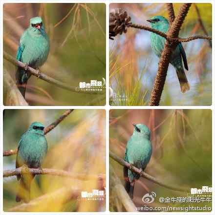 铜蓝鹟——全身蓝绿色的鸟类