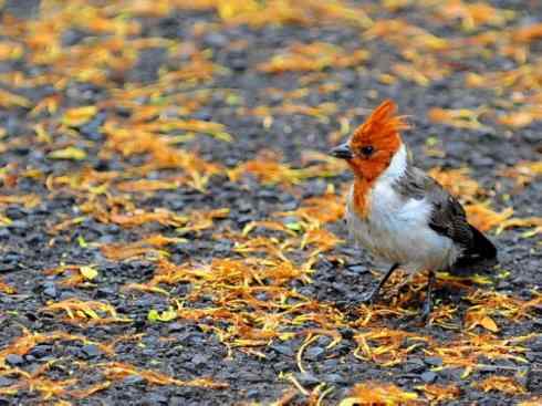 家禽驯化之源之三十二 家禽驯化之源之三十二