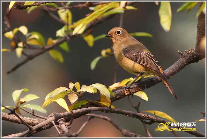 蓝额红尾鸲MM【照片】