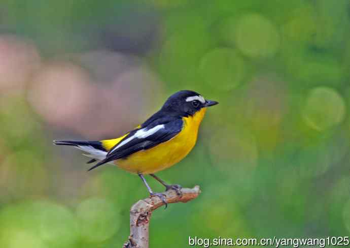 雄性白眉姬鹟（2）