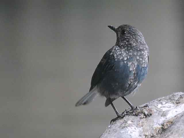 蒲洼围剿蓝矶鸫