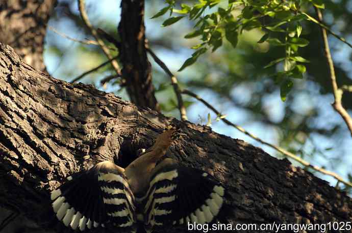 尽职尽责 wbr无私奉献（戴胜育雏纪实）