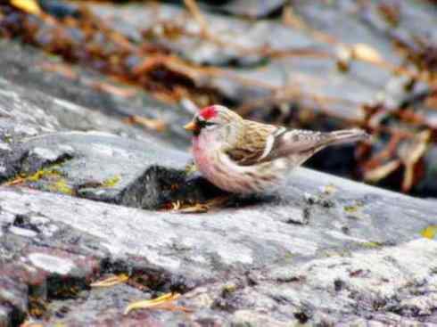 家禽驯化之源之二十六