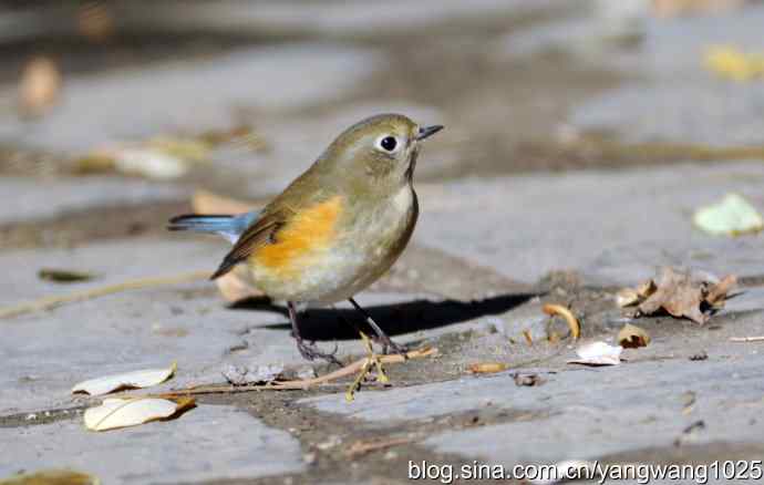 阳光下的红肋蓝尾鸲 wbr wbr2