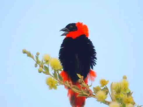 家禽驯化之源之二十四(红衣主教、维达雀、织布鸟)