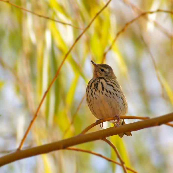 拍鸟黄金季节时