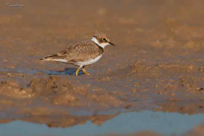 野鸭湖的秋天.翻石鹬 野鸭湖的秋天.翻石鹬