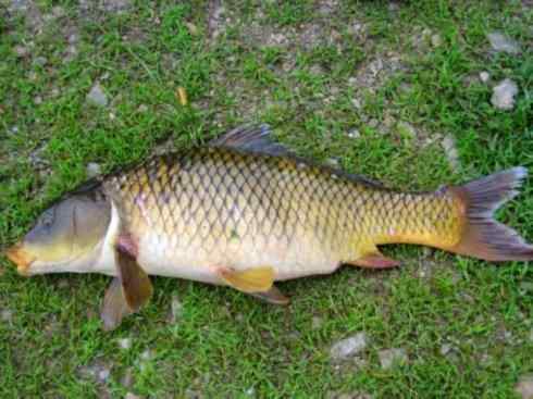 龙:传说的兽原型探秘(鲤鱼) 龙:传说的兽原型探秘(鲤鱼)