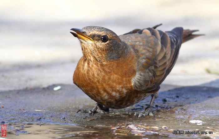 北京天坛的红尾鸫