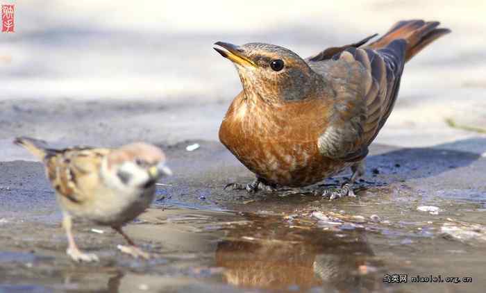 北京天坛的红尾鸫