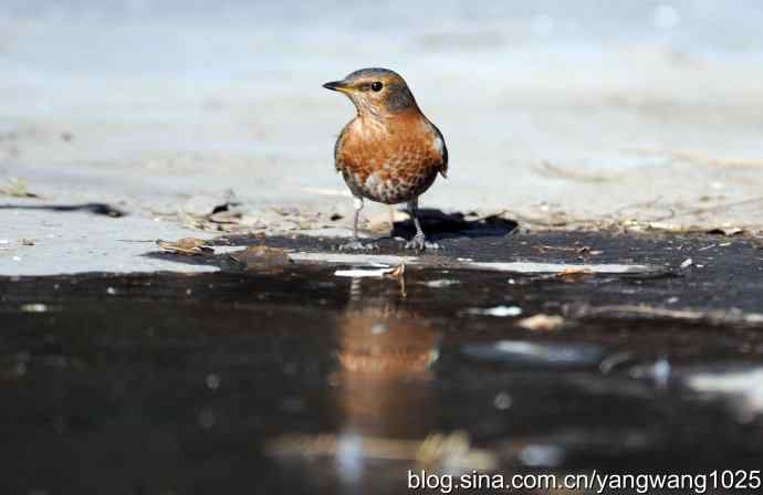 北京天坛公园的鸟类——斑鸫 2