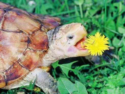 玄武：传说的兽原型探秘（潮龟）