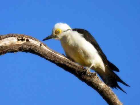 白头鸟系列：另类的美丽4