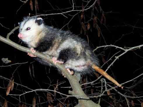 动物世界:山寨还是原创之十一 动物世界:山寨还是原创之十一